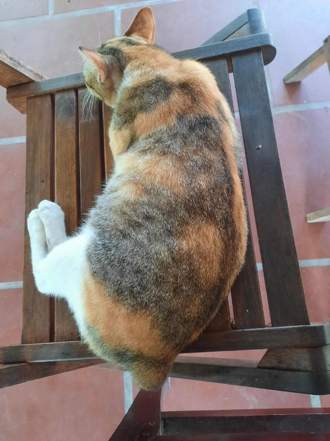 Phuc Sinh Homestay Ben Tre Экстерьер фото